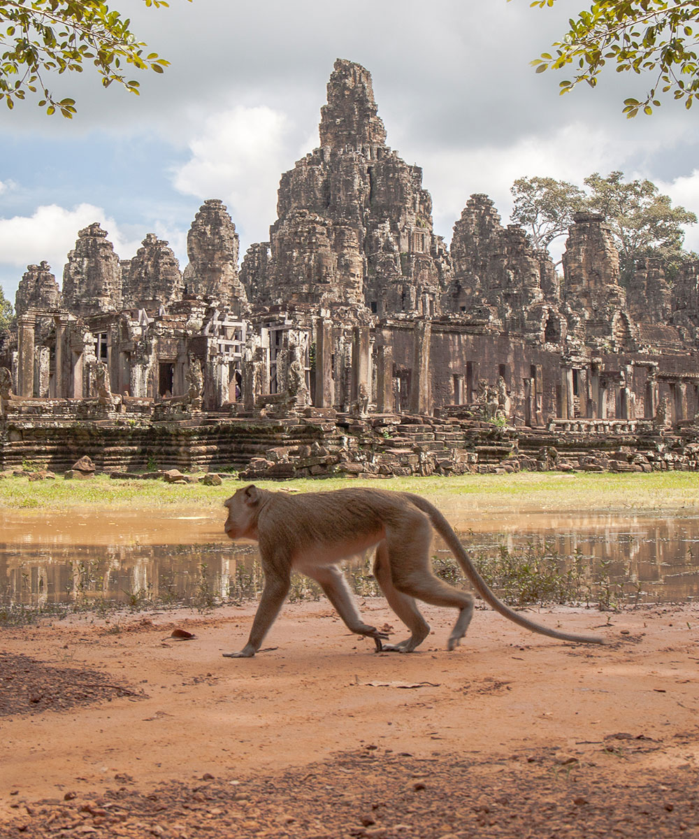 Angkor Wat Monkey Photo