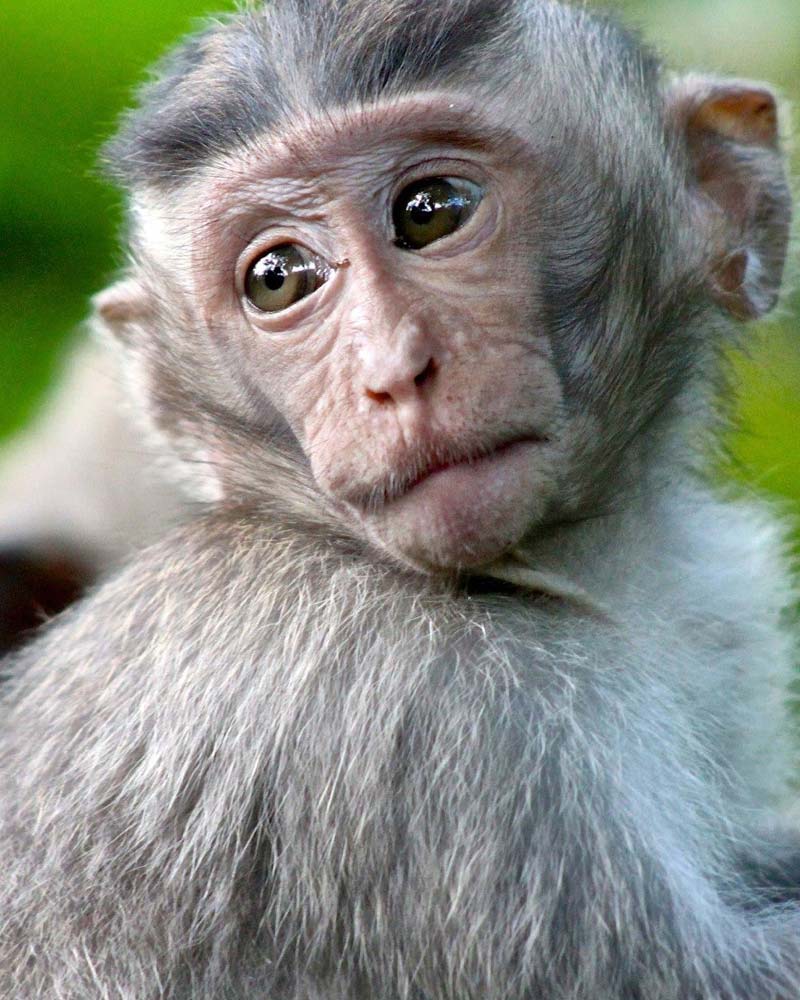 Bali Monkey