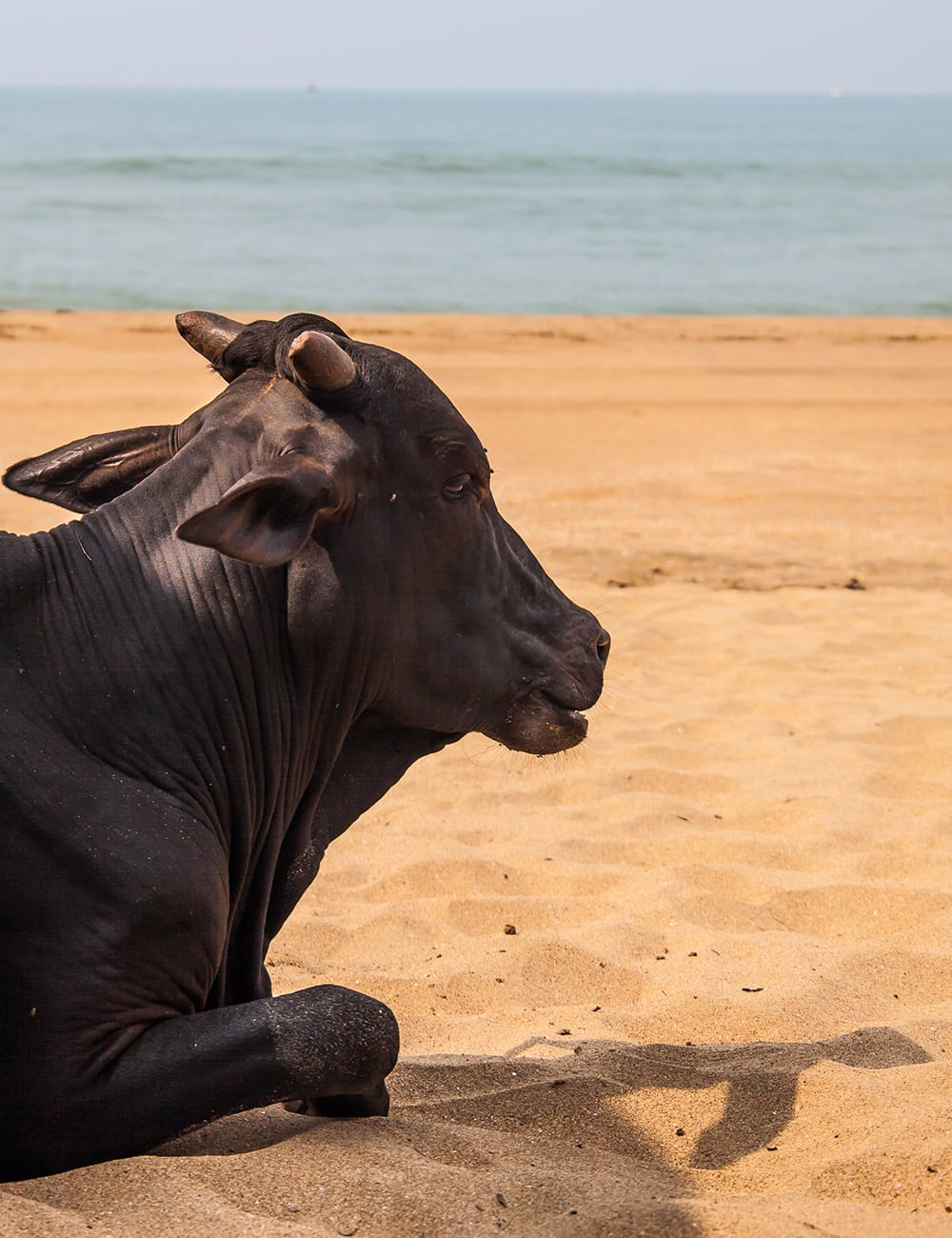 Agonda Beach Cow