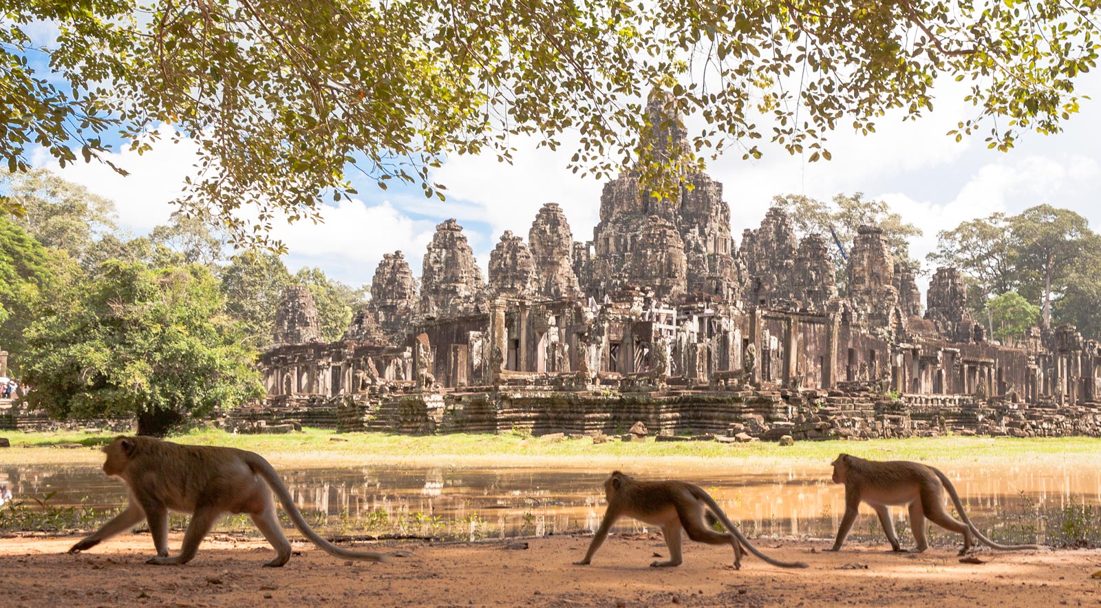 HOJ AngkorWat Monkey