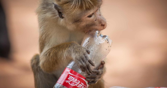 TrashMonkey