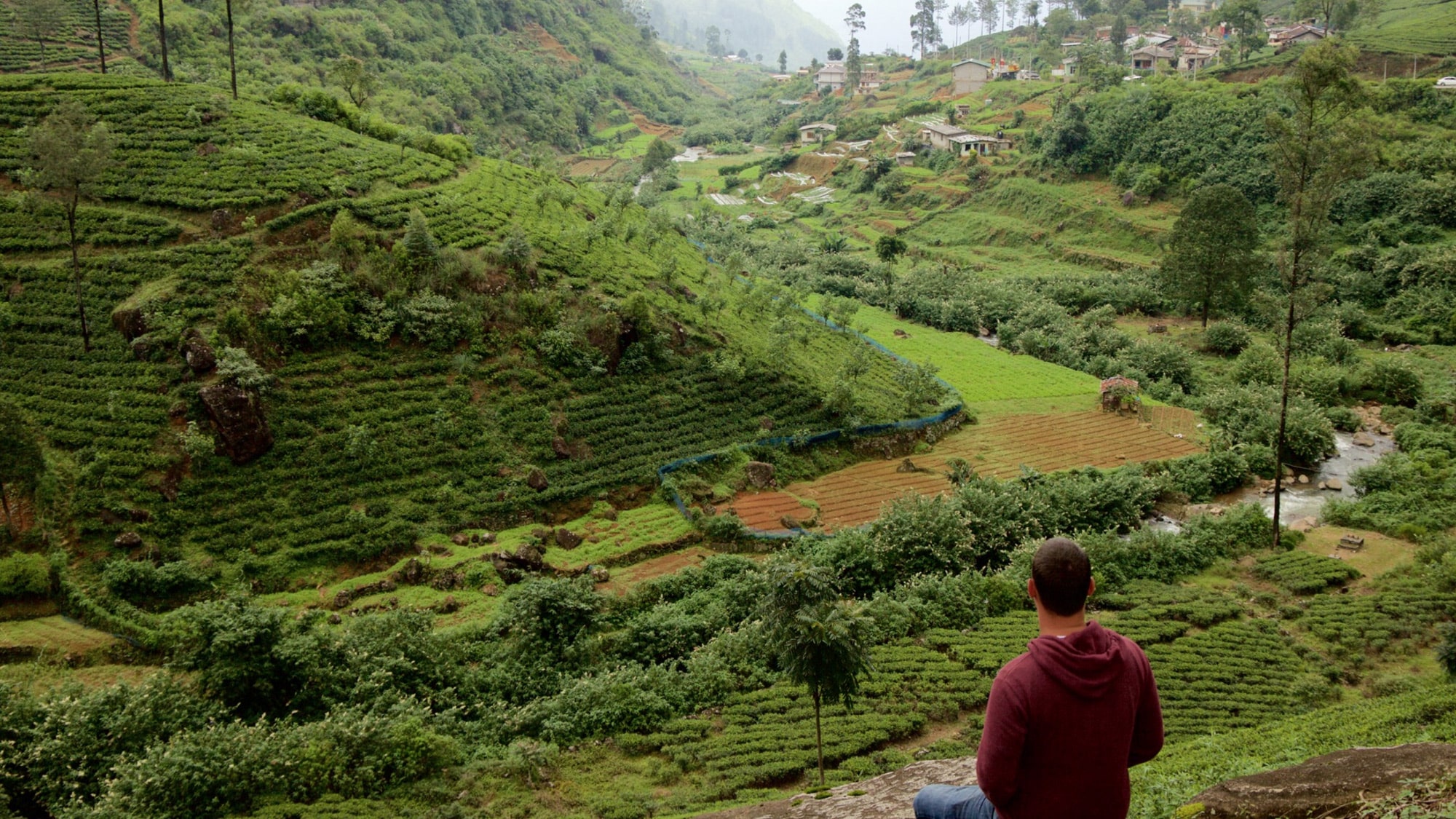 Tea fields in Sri Lanka's lush interior