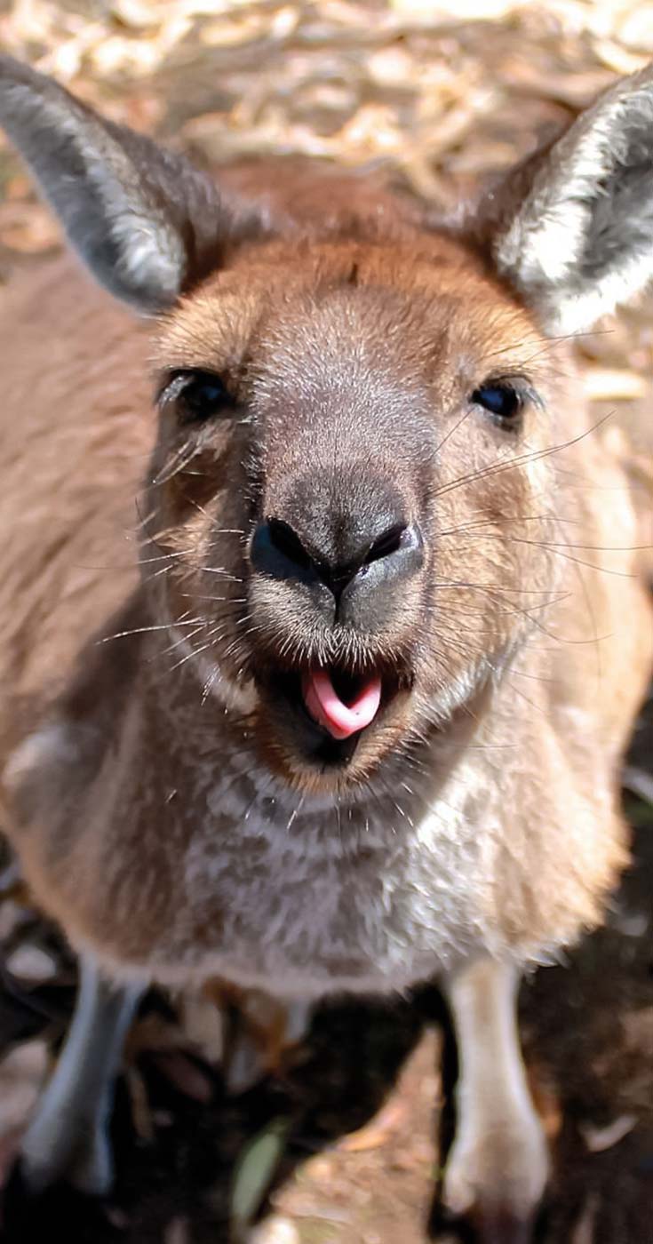 GreatOceanroadKangaroos