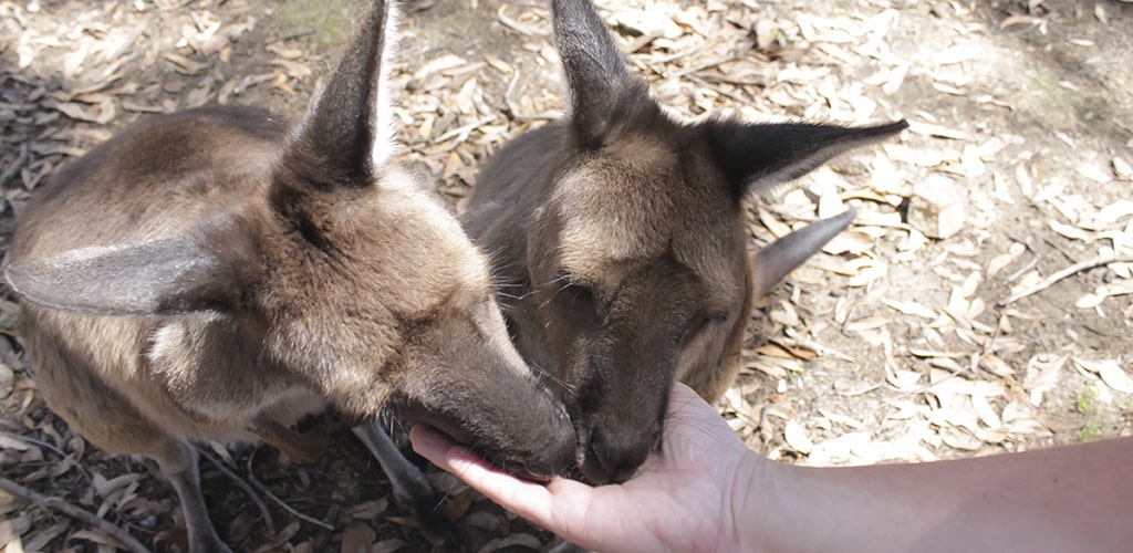 Kangaroos