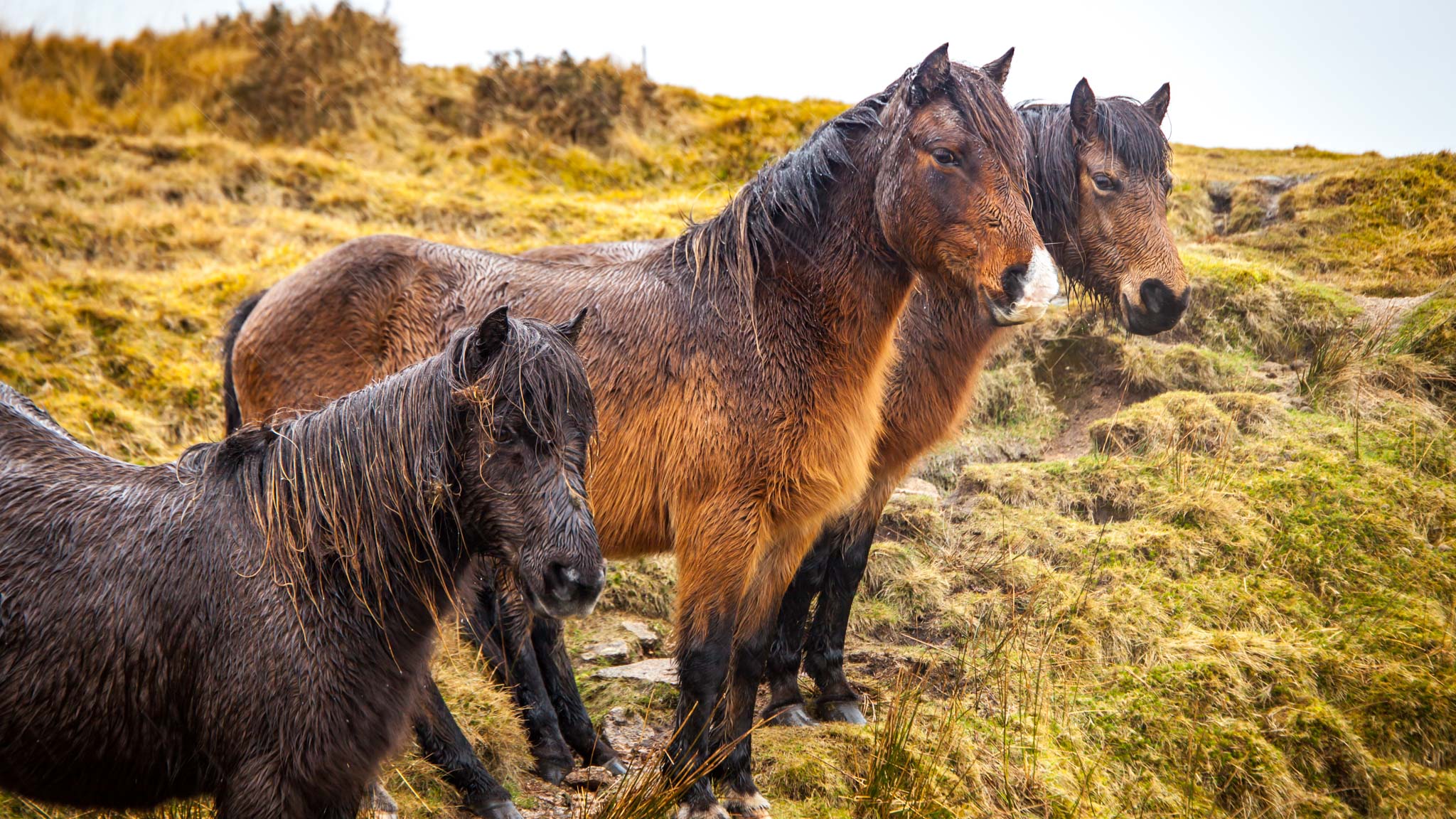 Three beautiful Dartmoor Ponies