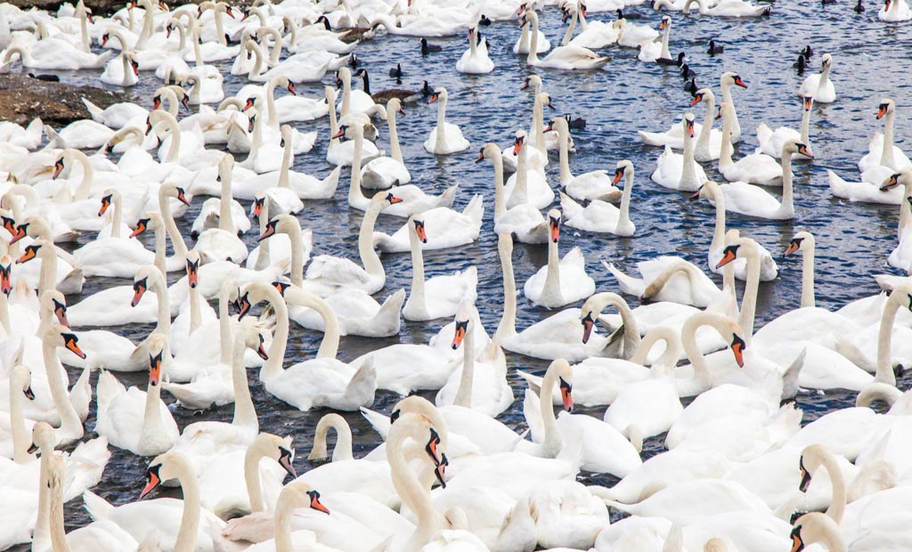 The Swannery at Abbotsbury 