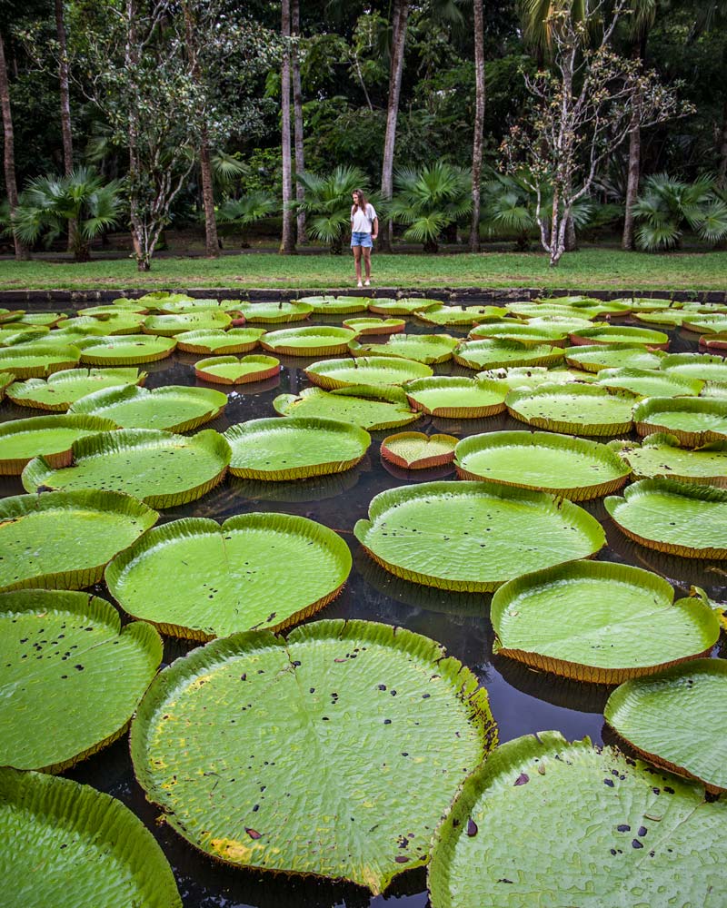 Giant Lillie in Mauritius