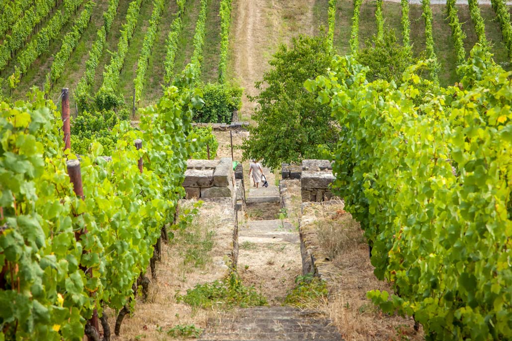 Vineyards along Saxony's Elbe River