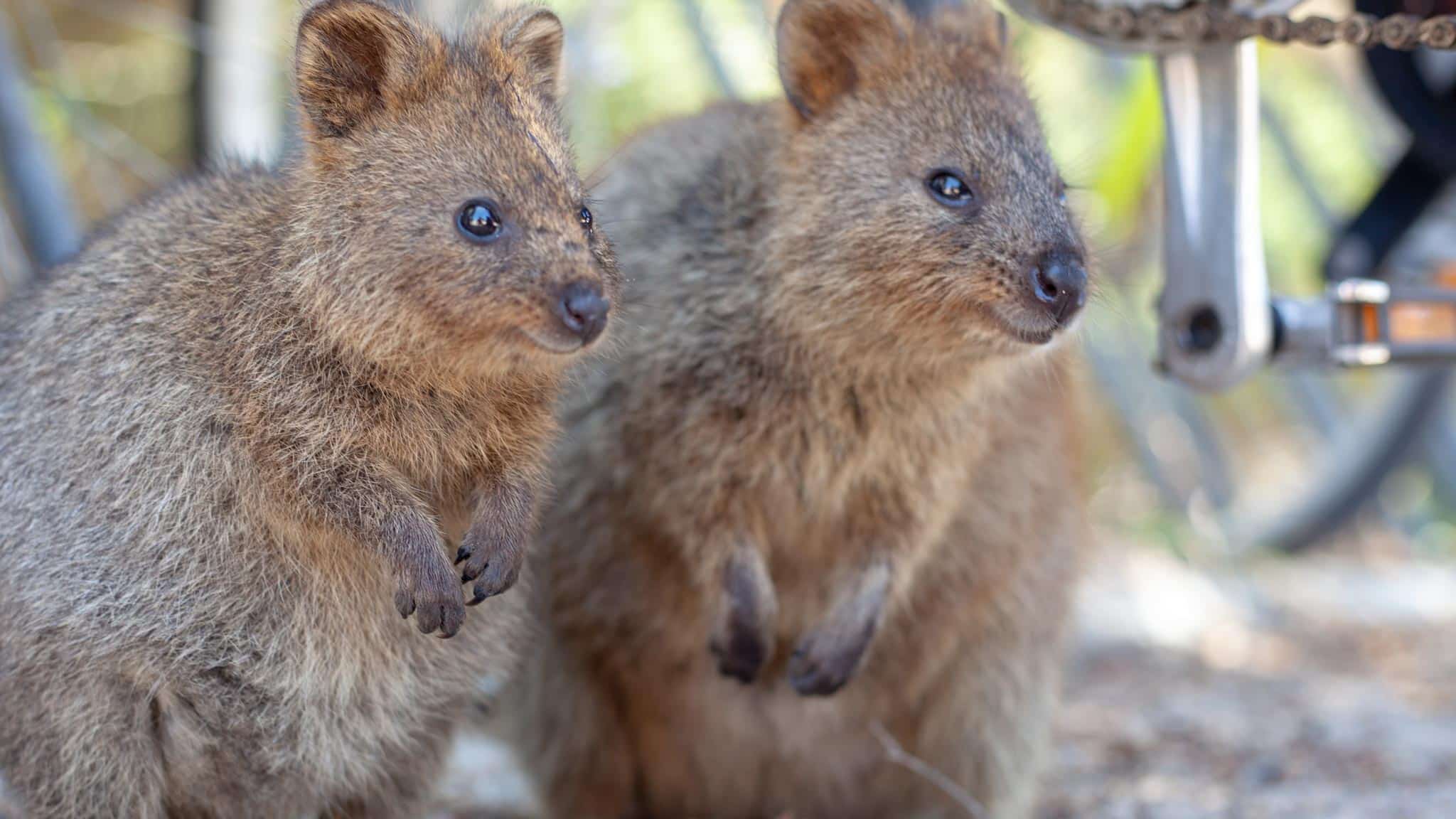 Quokkas at a bus stop