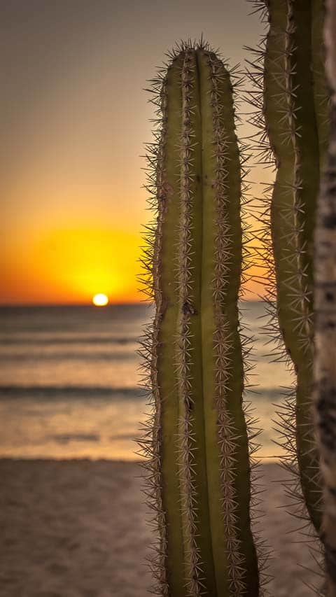 Aruba Sunset behind cactus