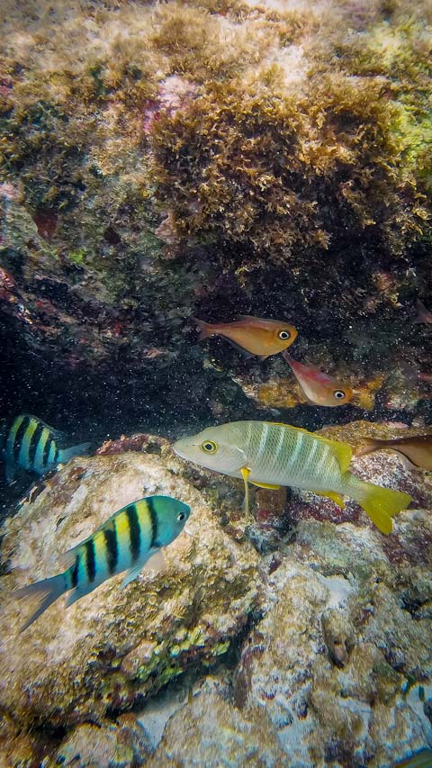 Aruba Underwater