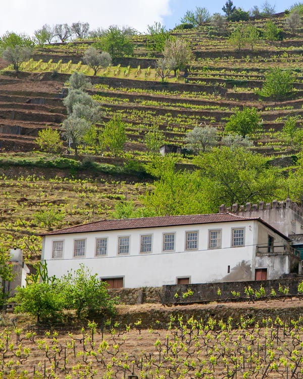 Douro River Cruise