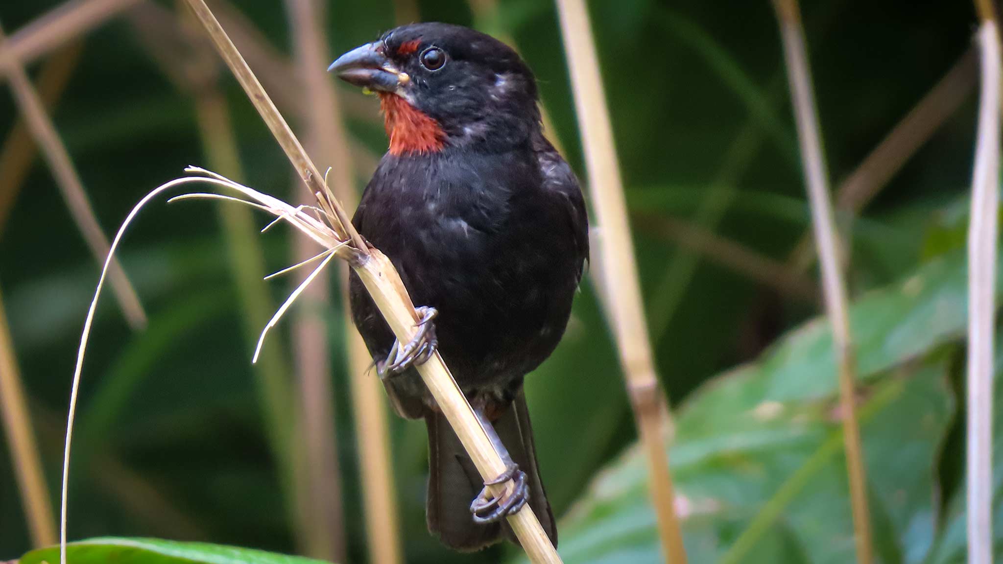 A small bird in Dominica