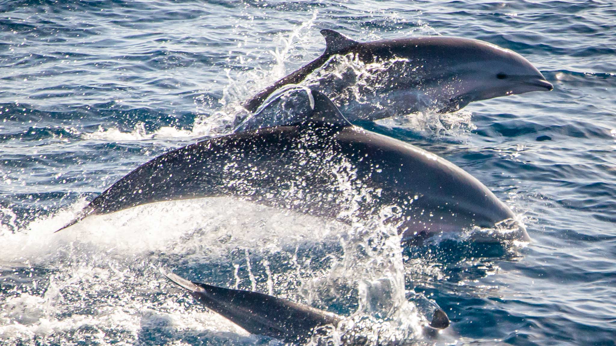 Three Dolphins jumping out of the water in Dominica 