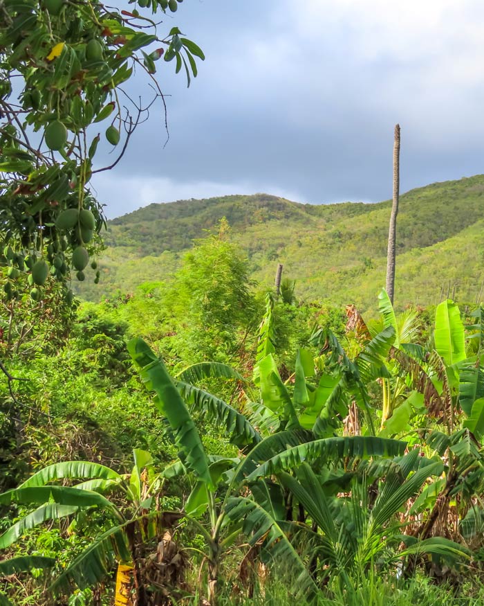 Fig tree drive in Antigua