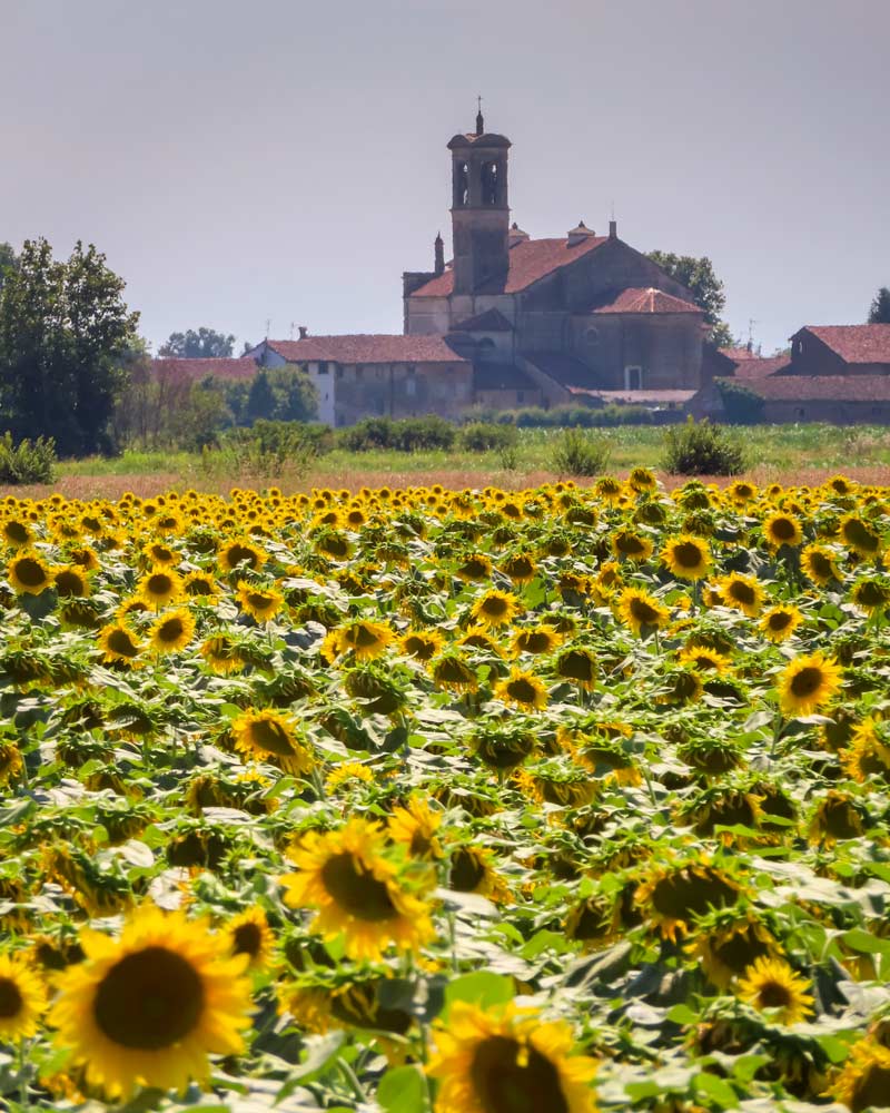 Sunflowers spotted on the drive into Cremona