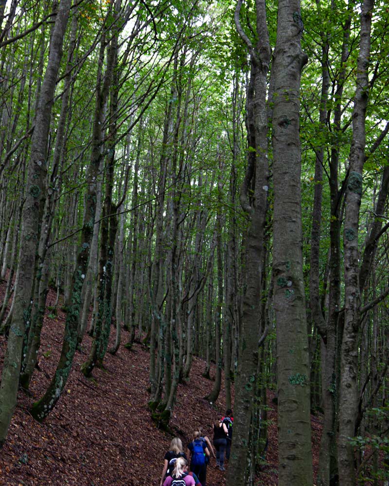 Hiking through the Forest