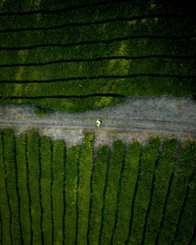 Tea plantations in the Azores