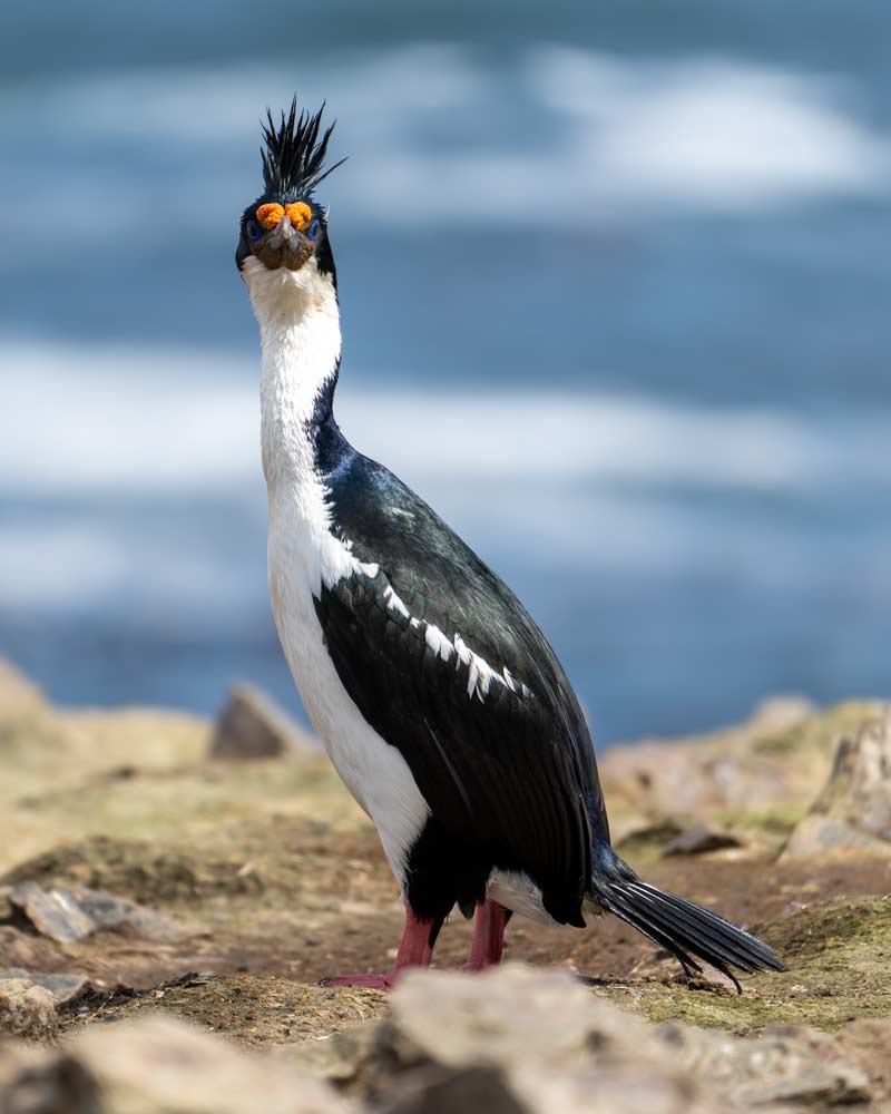 A blue eyed cormorant is quite a sight