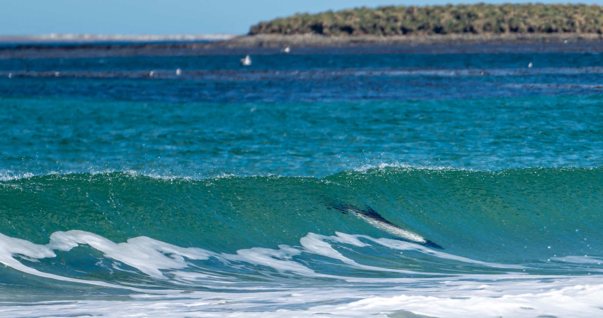 A dolphin plays in the shore waves at Bertha's Beach