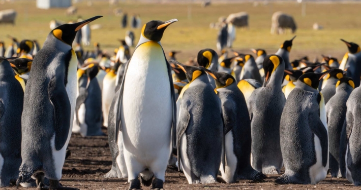 A king penguin colony at Volunteer Point