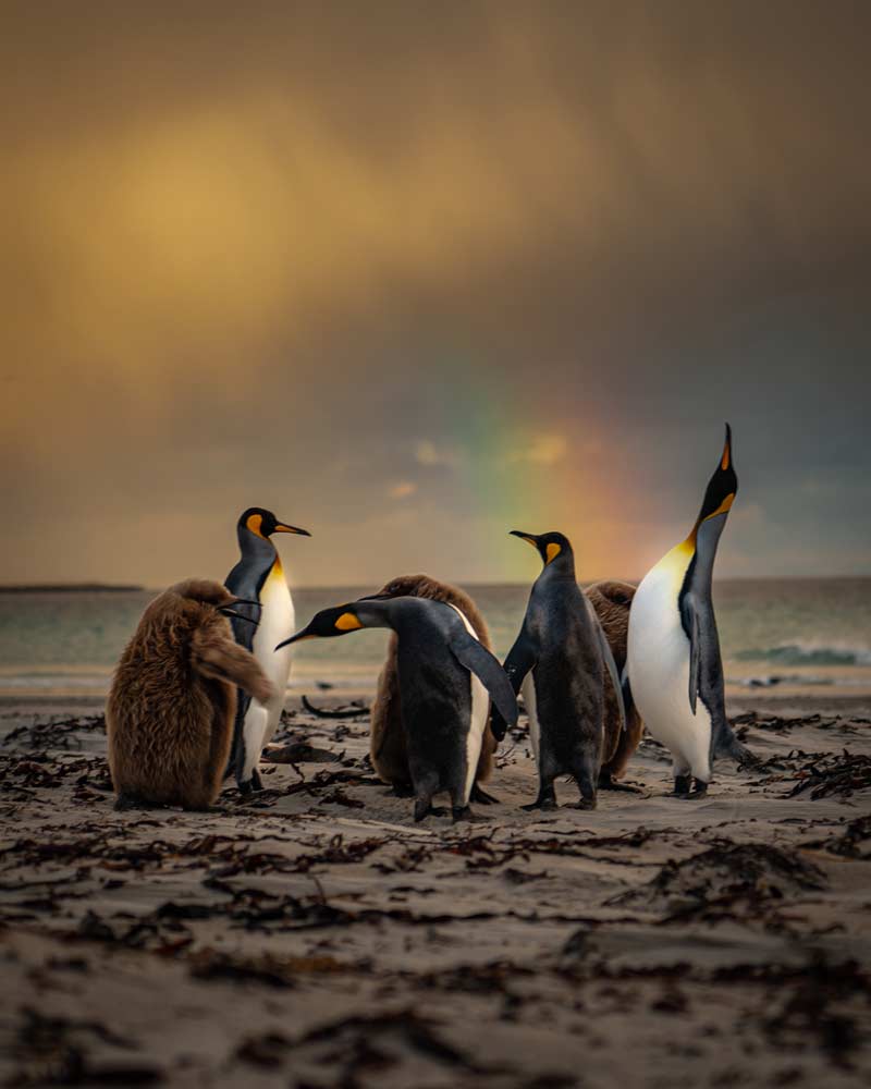 King Penguins at sunrise on Saunders Island in-front of a rainbow Falkland Islands
