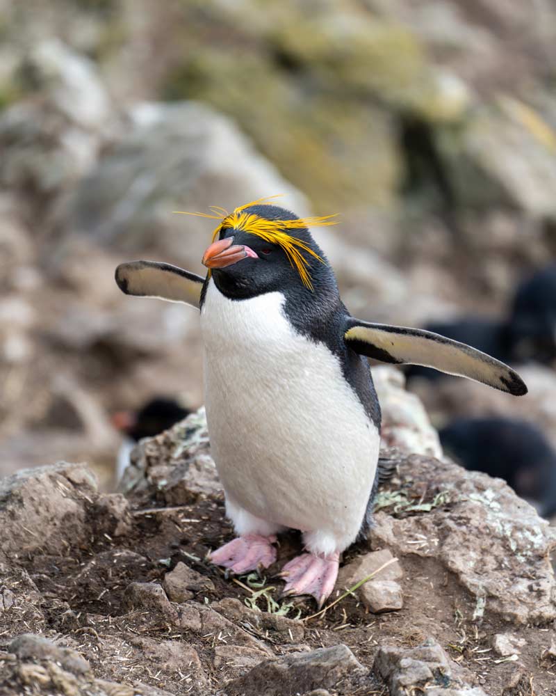 Perhaps the most memorable hair style of all, the Macaroni penguin on the Falkland Islands