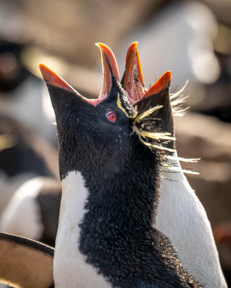 Two Rockhopper penguins calling out towards the sky on The Falkland Islands