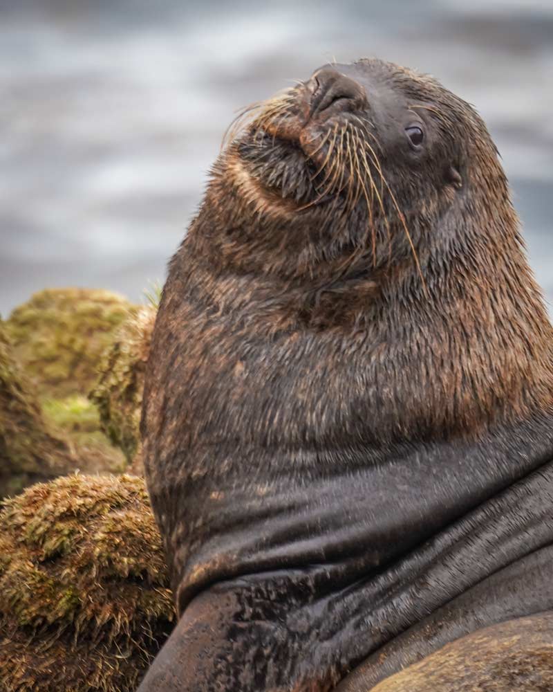 A sea lion suns itself at Cape Bougainville, East Falkland