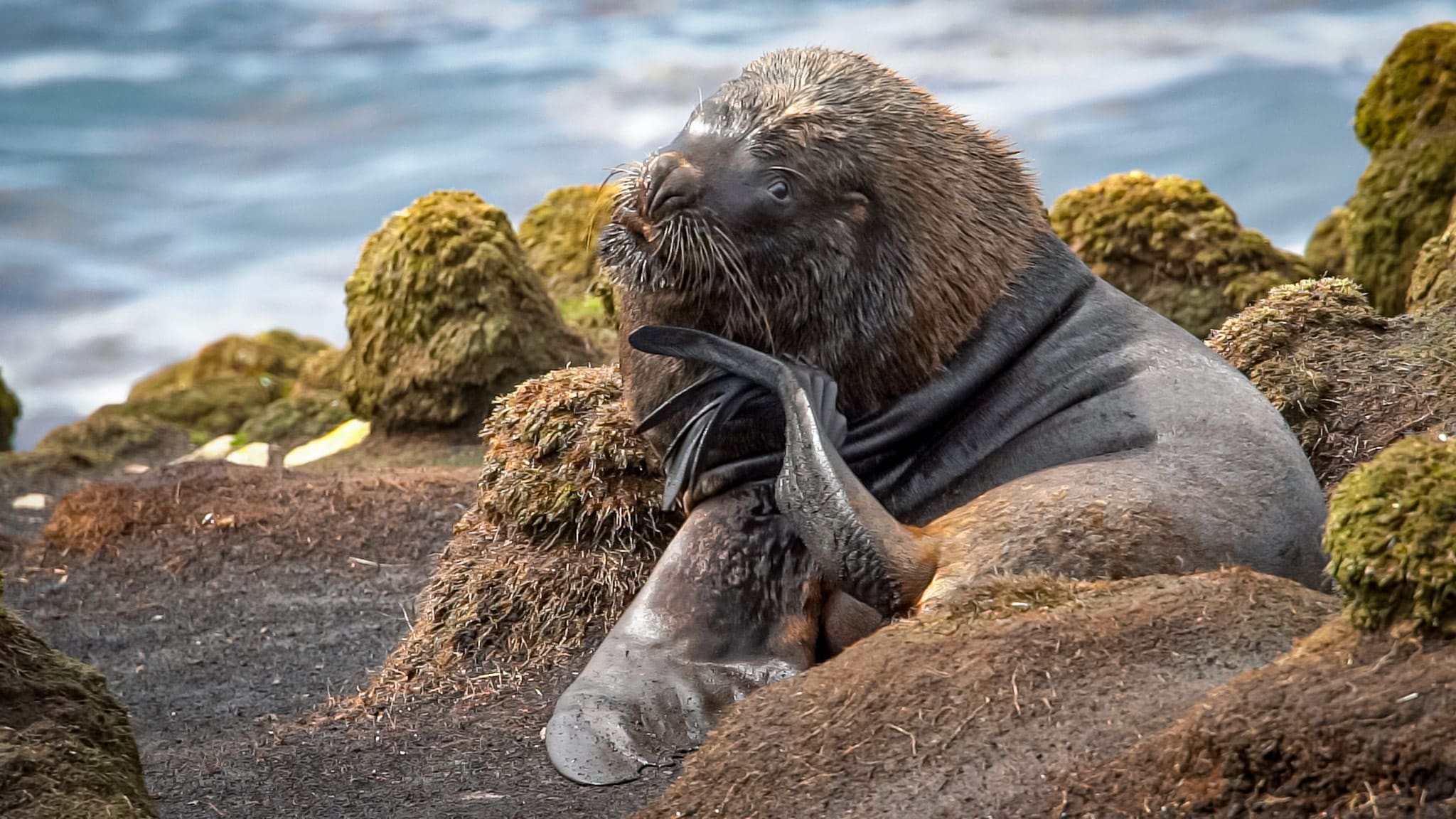 Wildlife at Cape Bougainville