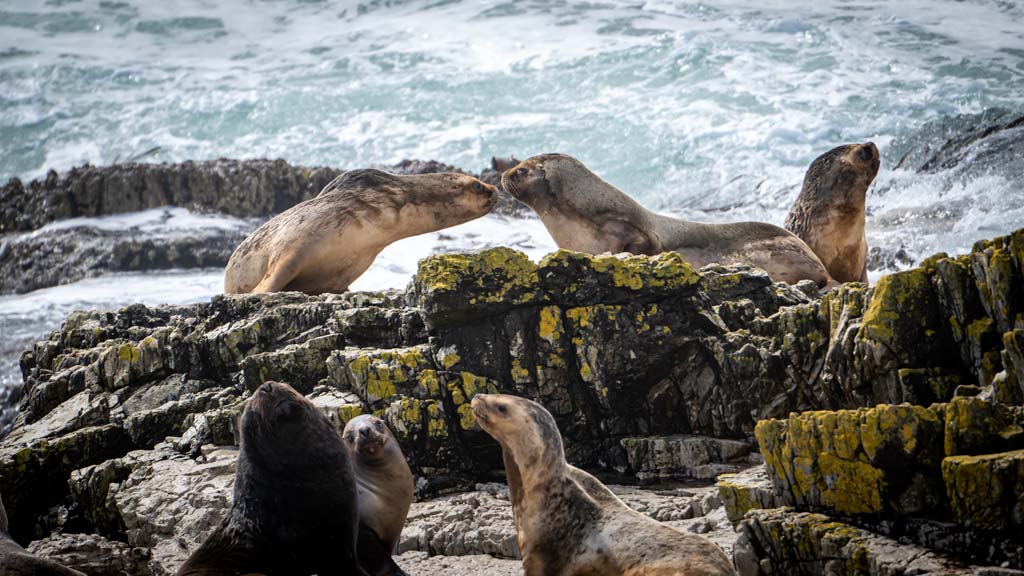 Wildlife at Cape Bougainville