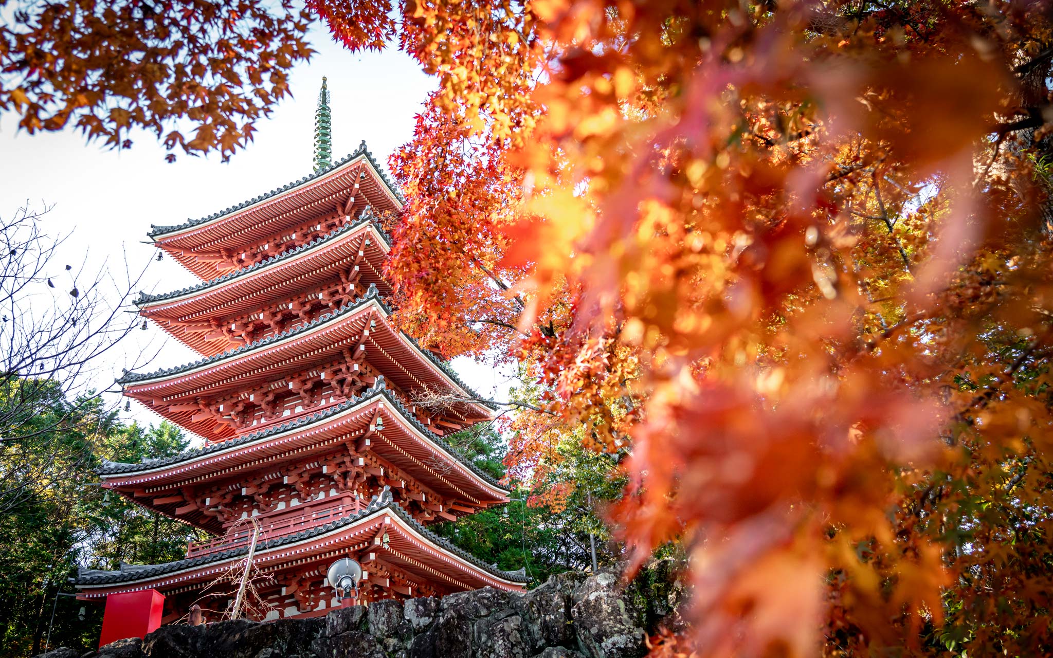 Chikurinji Temple, a red pagoda is surrounded by bright orange and red leaves