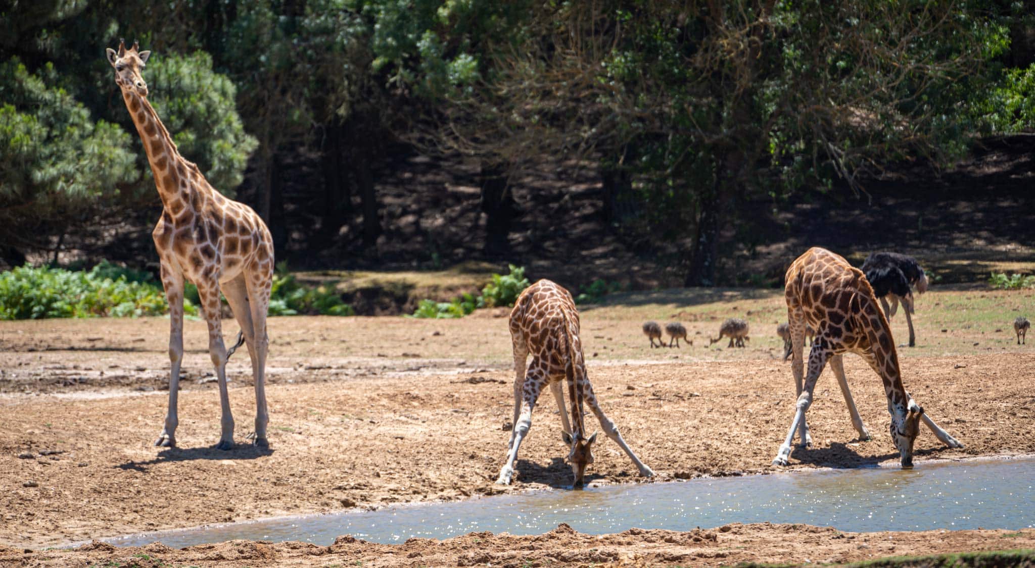 Bodeca safari park provides an alternative to the beaches