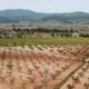 Vines seen from above in Bullas