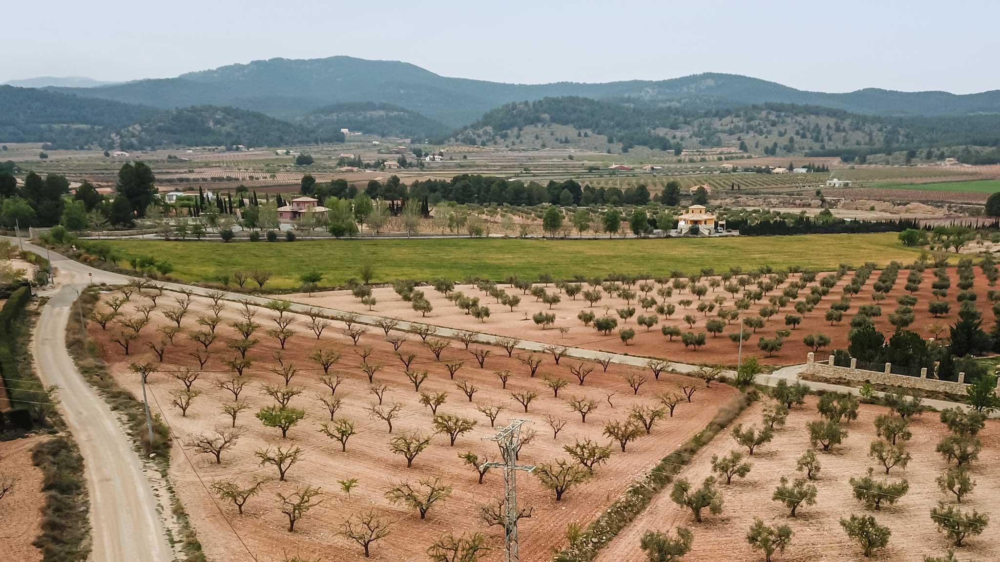 Vines seen from above in Bullas