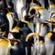 Incredible islands with penguins