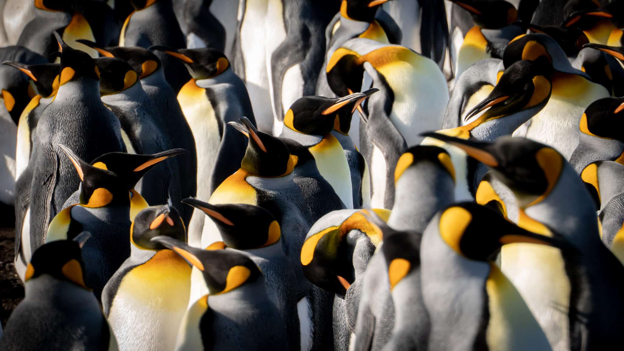 Incredible islands with penguins
