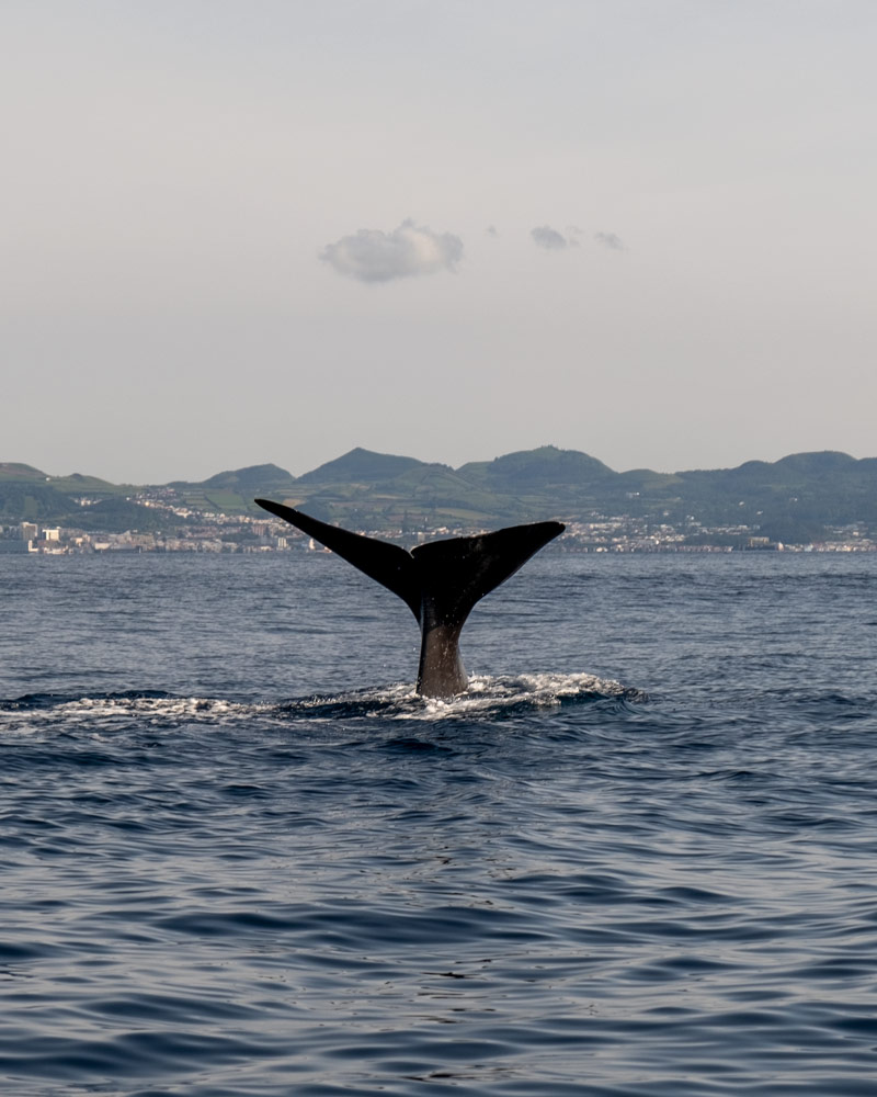 A whale's tail spotted from a boat