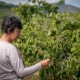 Ana Martins inspects her cherry trees in Fundão, Central Portugal