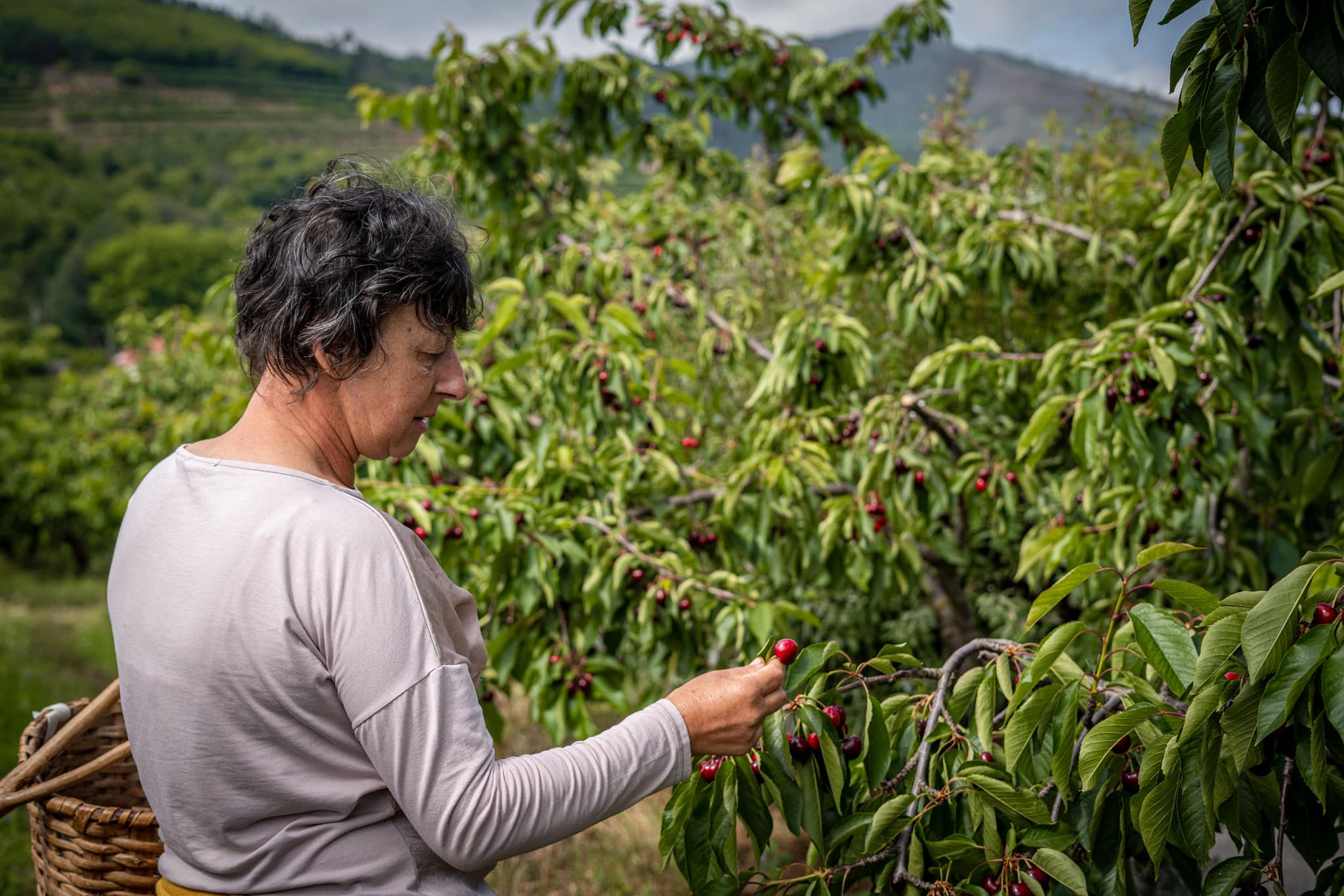 Ana Martins inspects her cherry trees in Fundão, Central Portugal