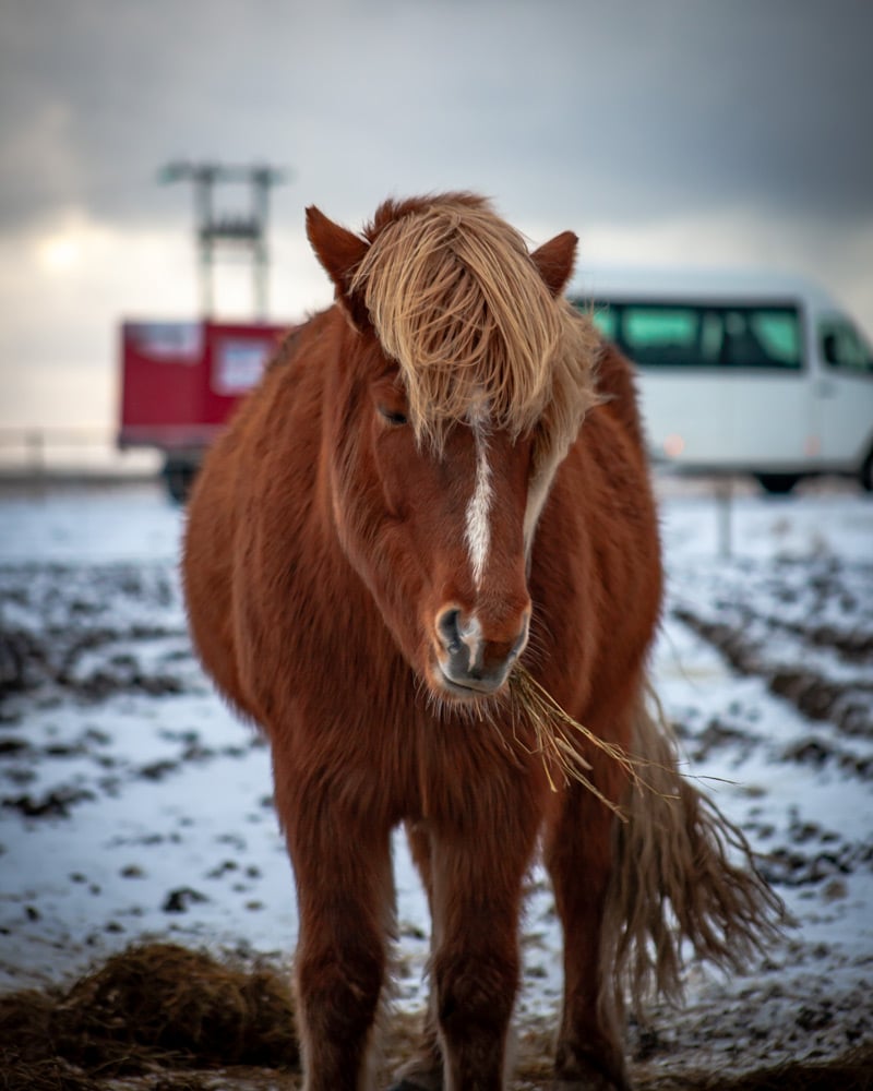 Iceland Horse