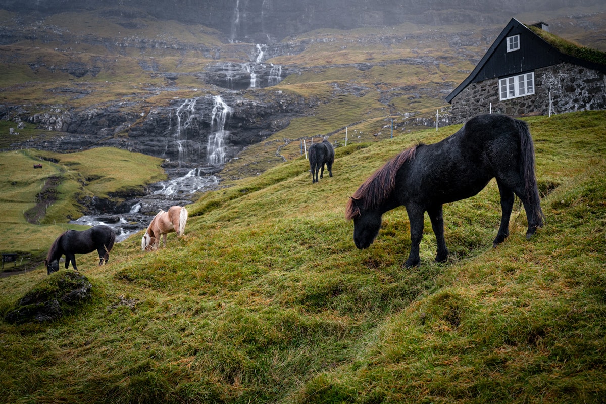 The Faroes Horses in front of a waterfall