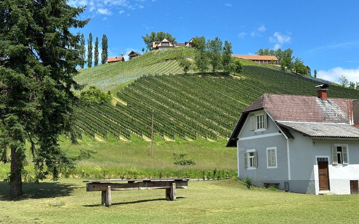 Vine Views from Hannes Sabathi's tasting room in Southern Styria