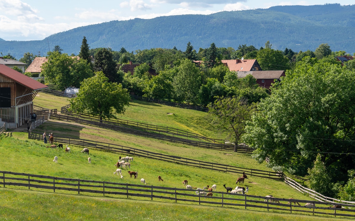 Graz is worth visiting for the countryside on its doorstep... including alpacas