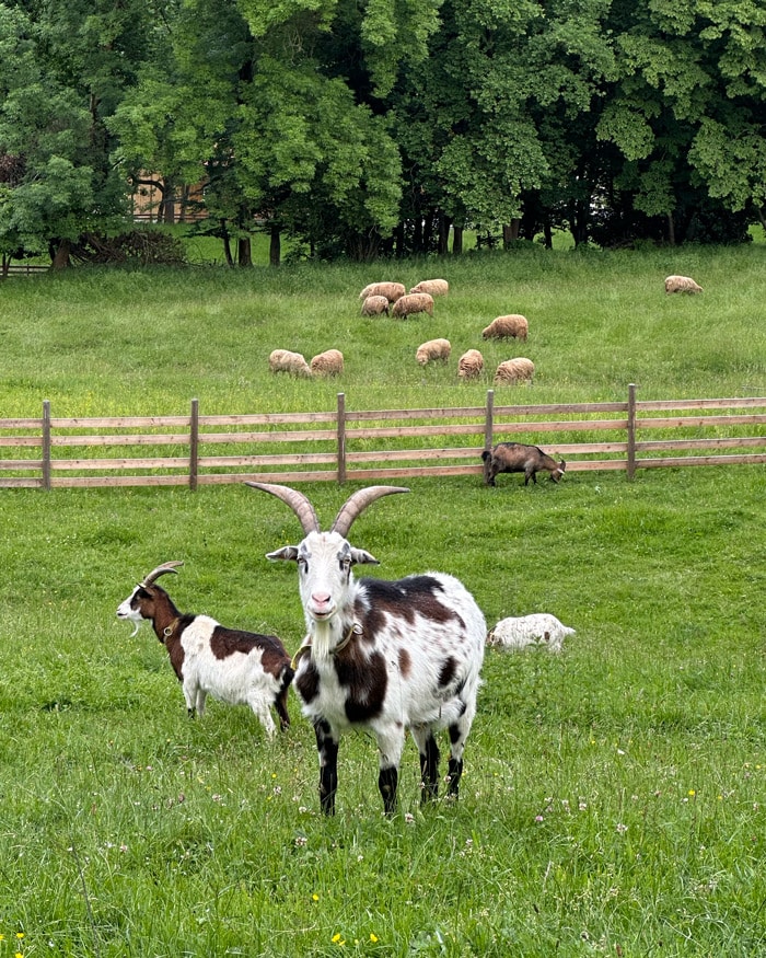 Making friends around Schloss Lustbühel