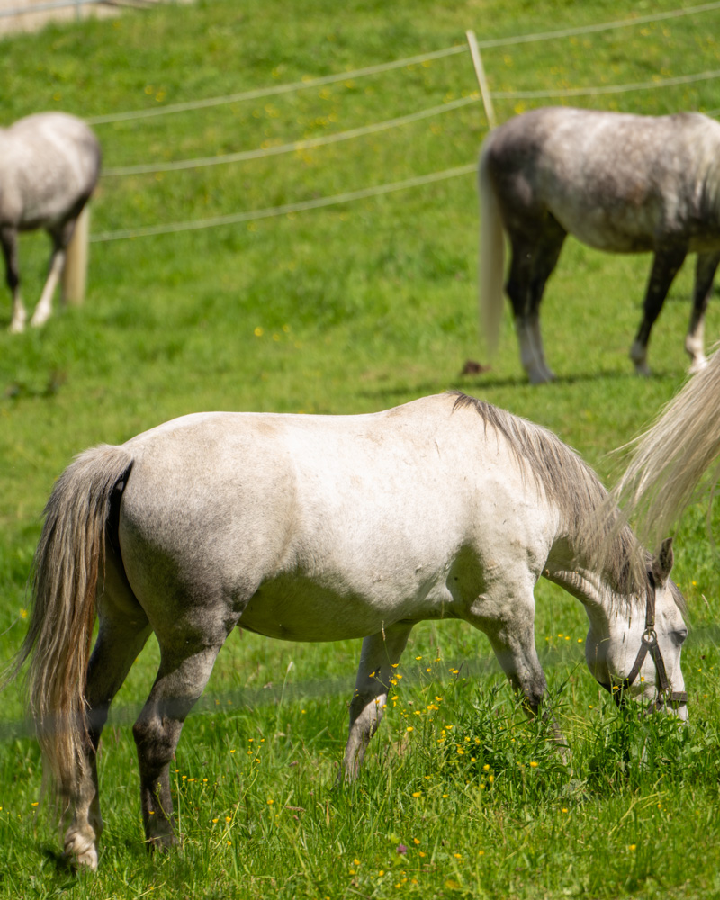 Horses in Piber