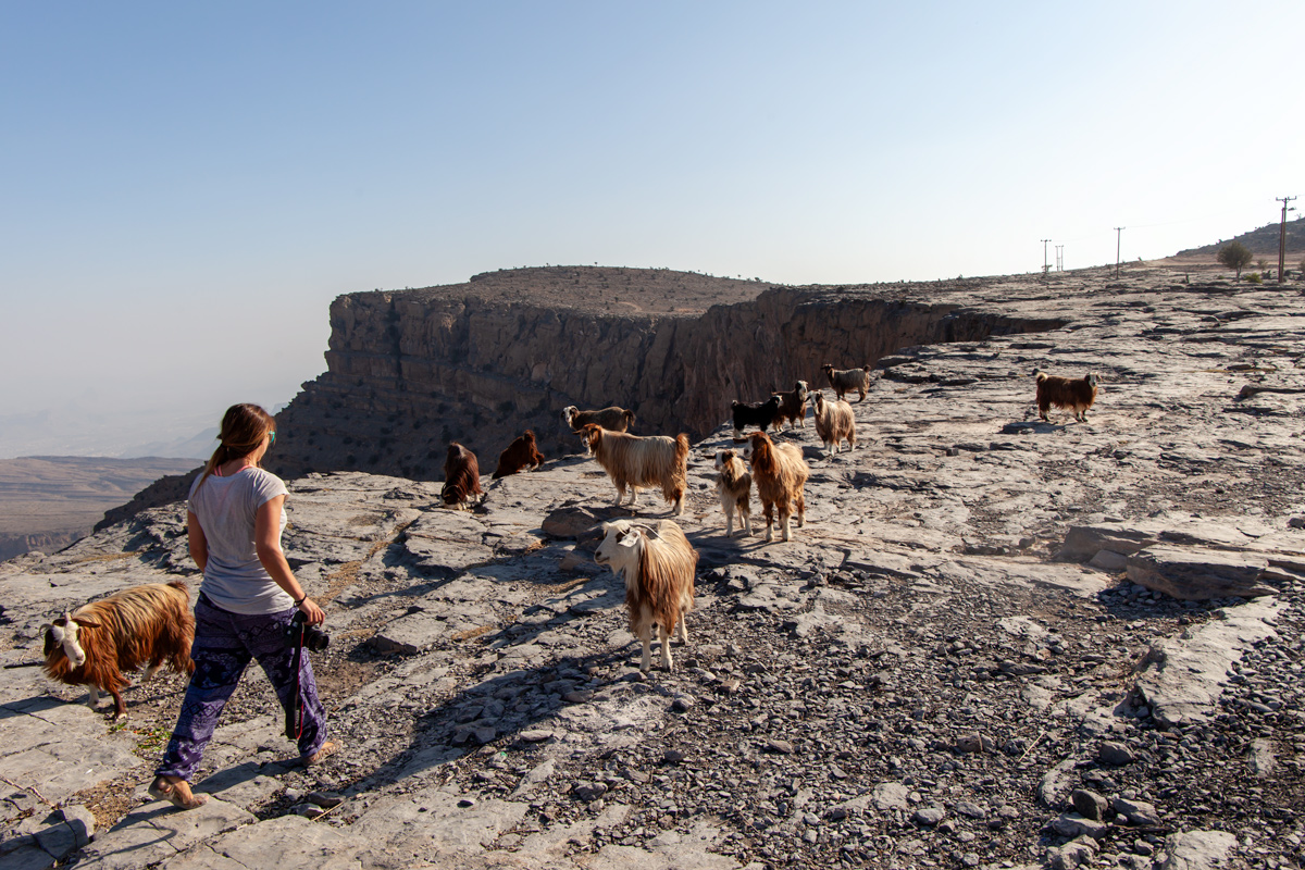 Walking with the goats atop Jebel Shams